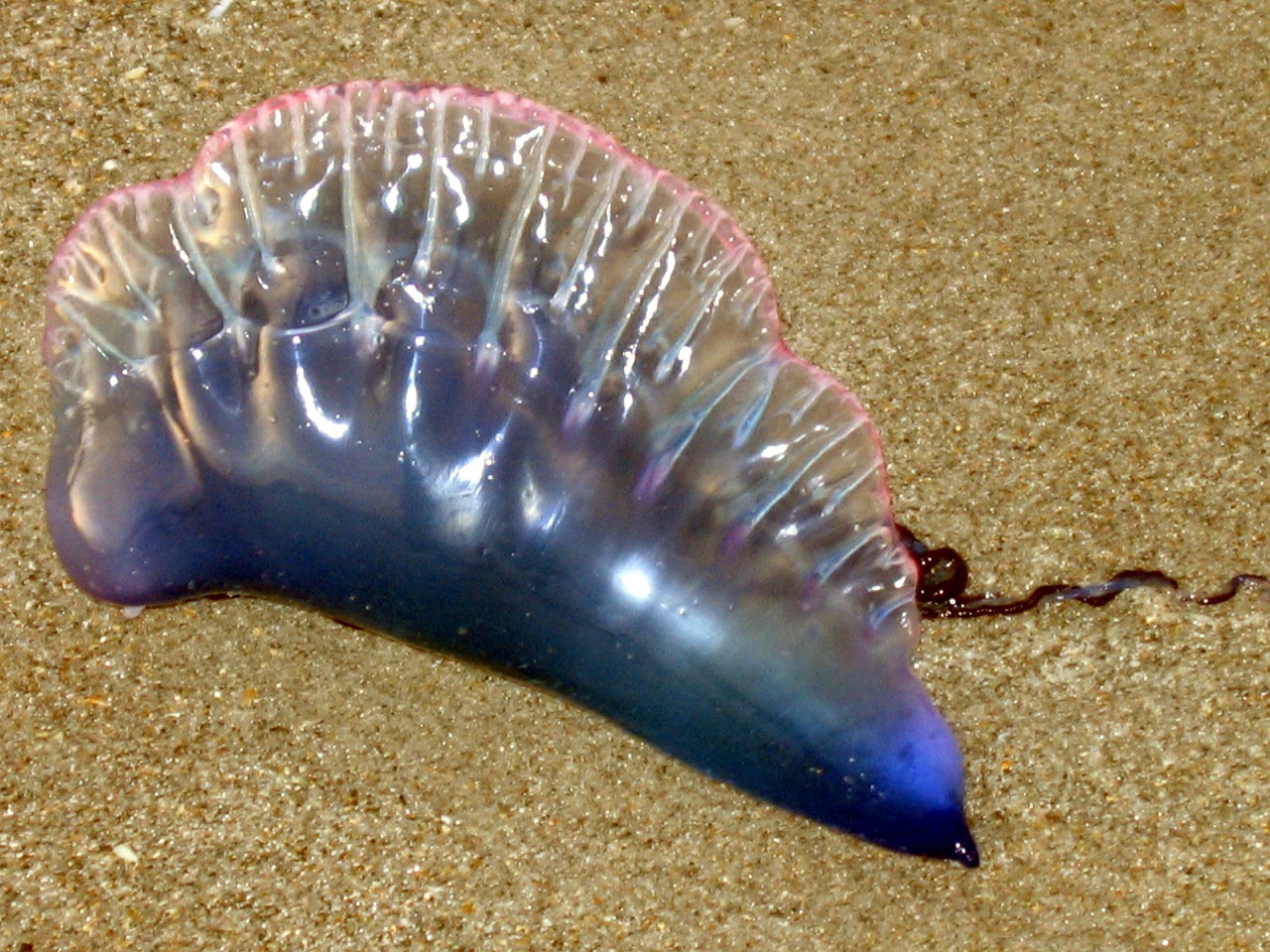 sand jellyfish seashore free photo