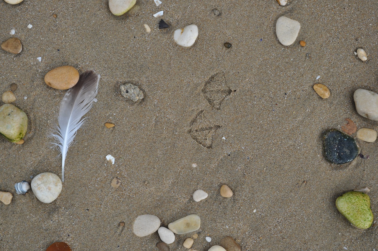 sand footprints seagull free photo