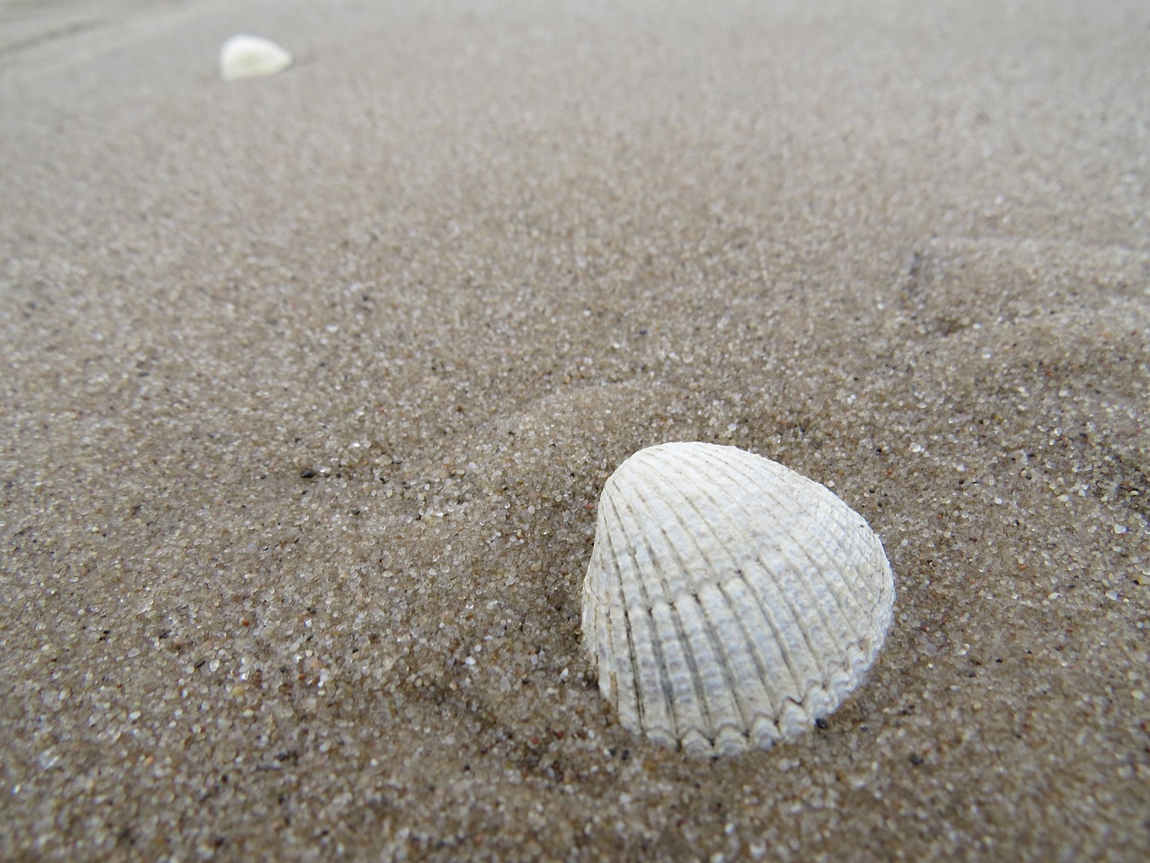 sand shell sea free photo