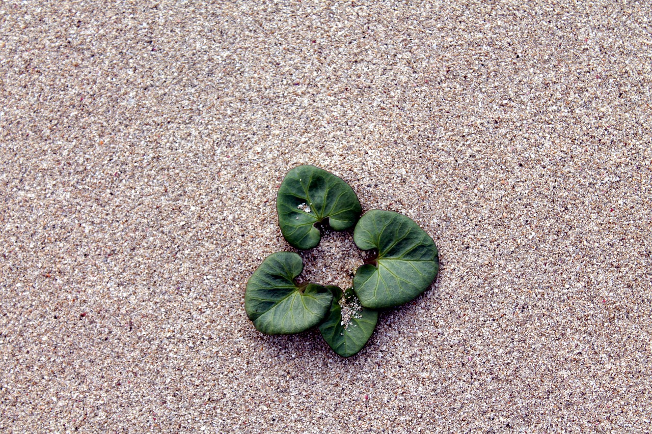 sand leaves beach free photo