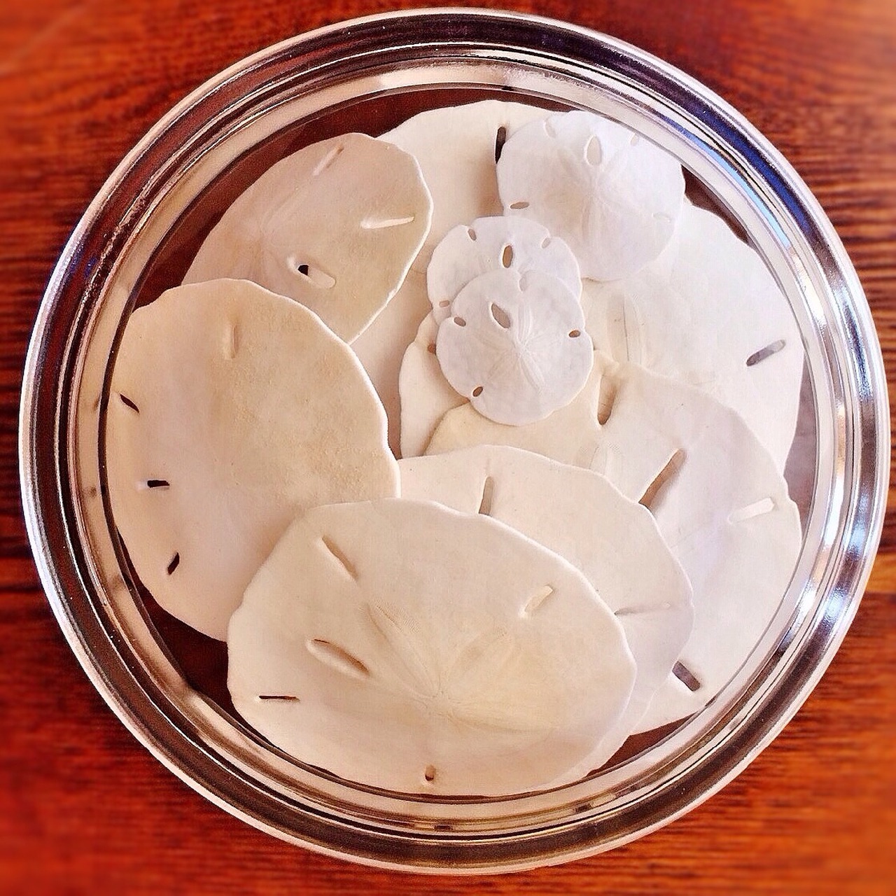 sand dollar beach free photo