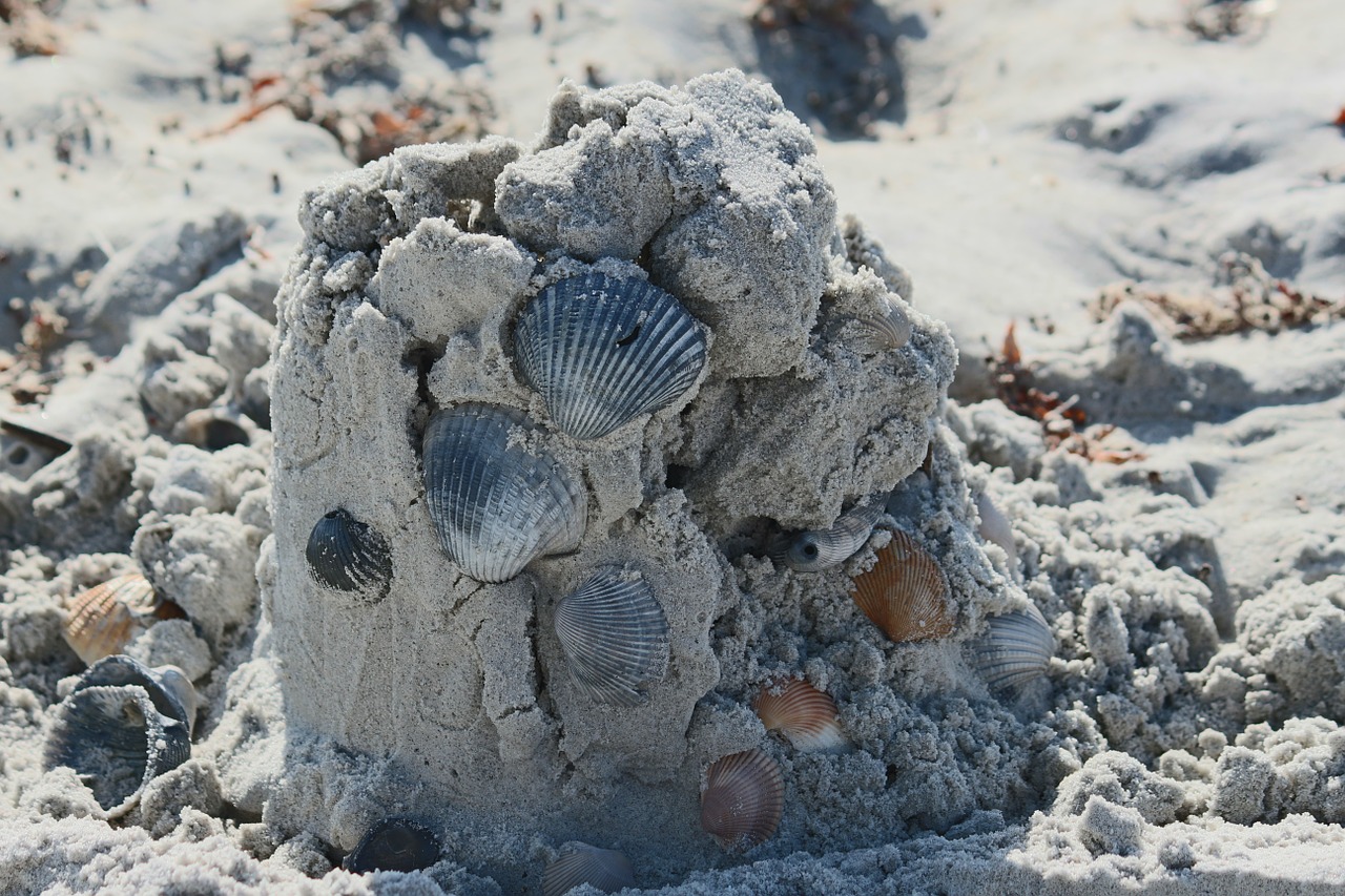 sand shell ocean free photo