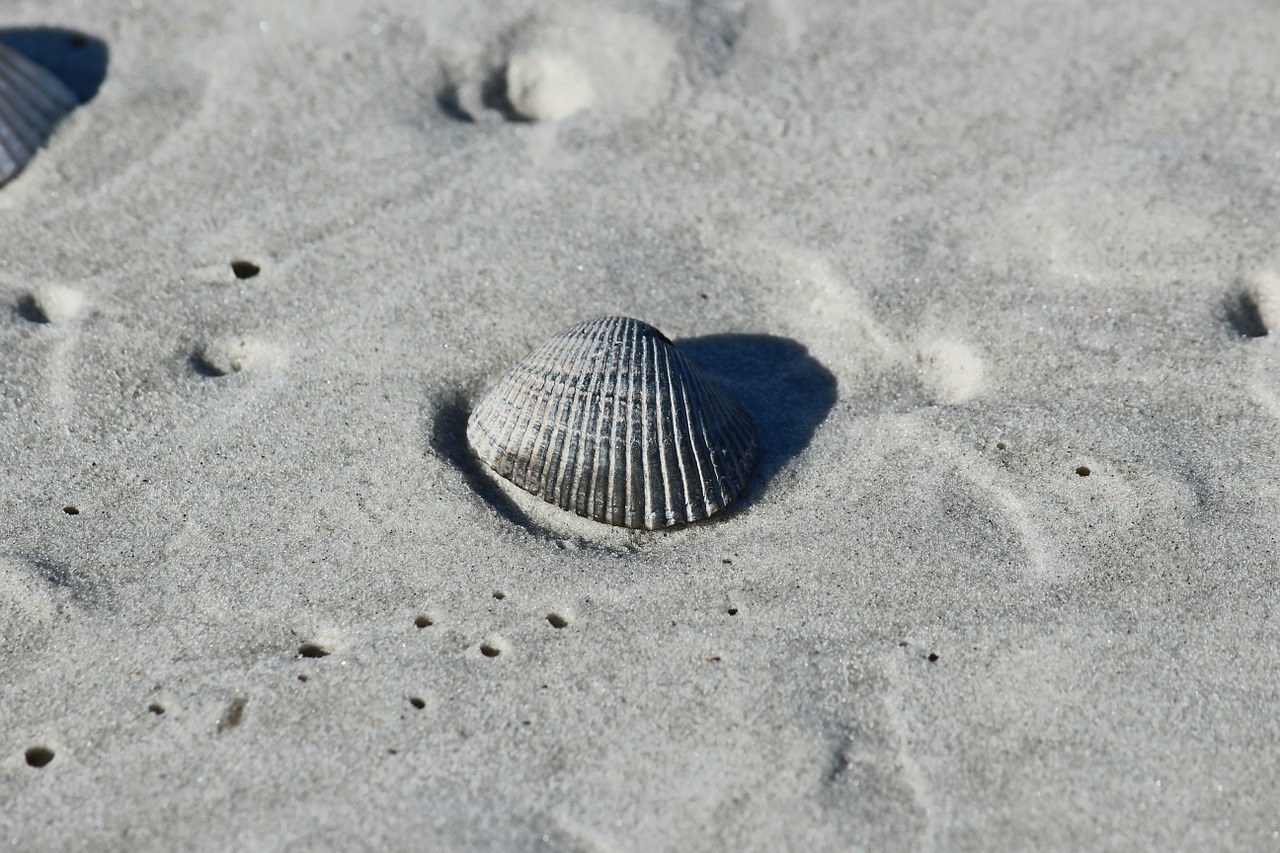 sand shell beach free photo