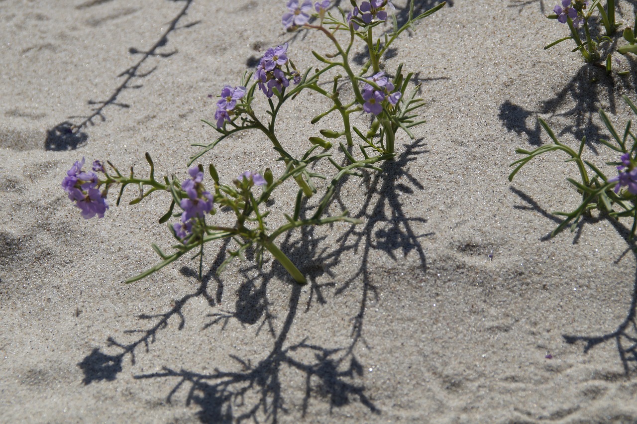 sand beach vegetation free photo