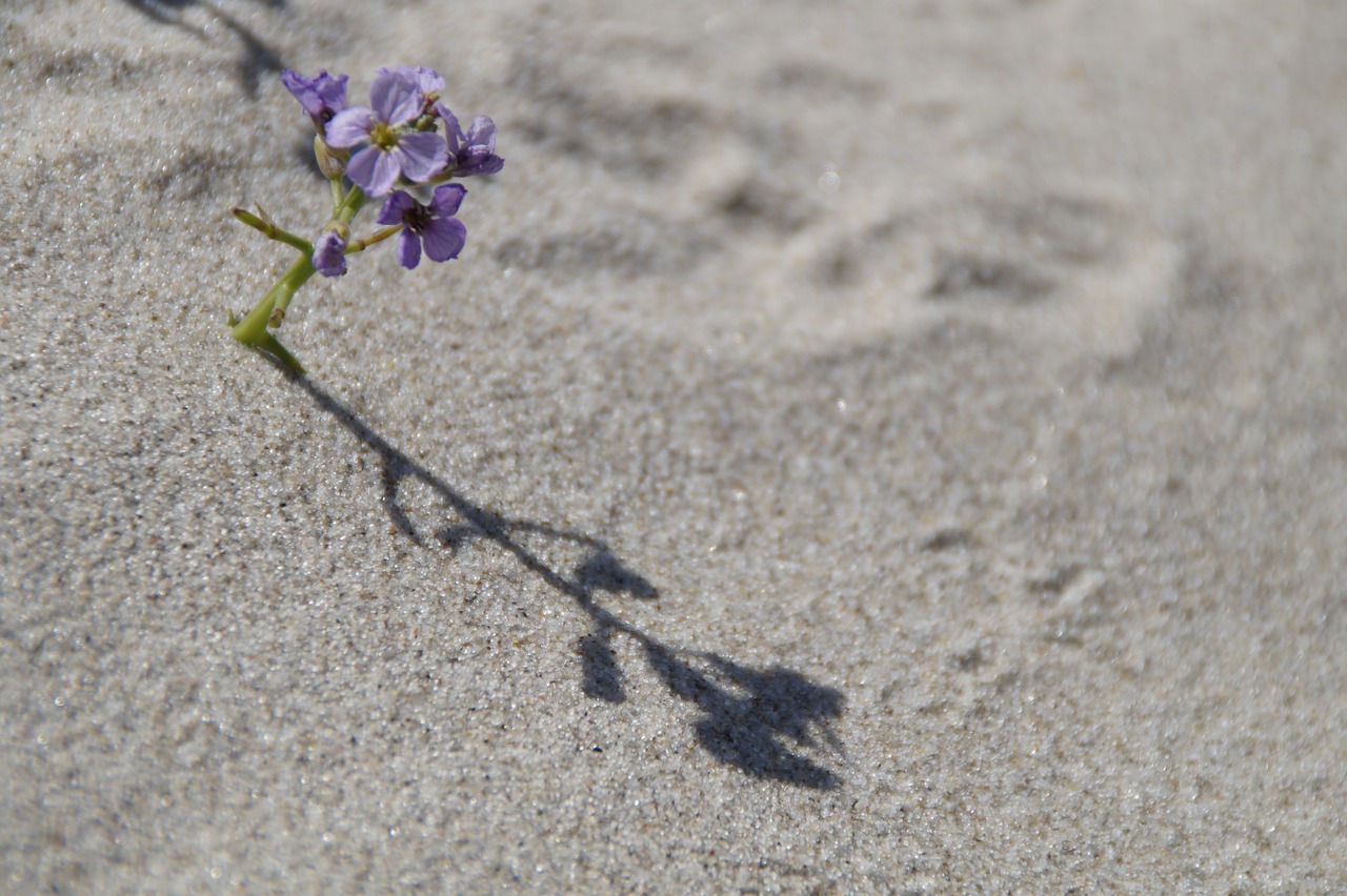 sand beach vegetation free photo