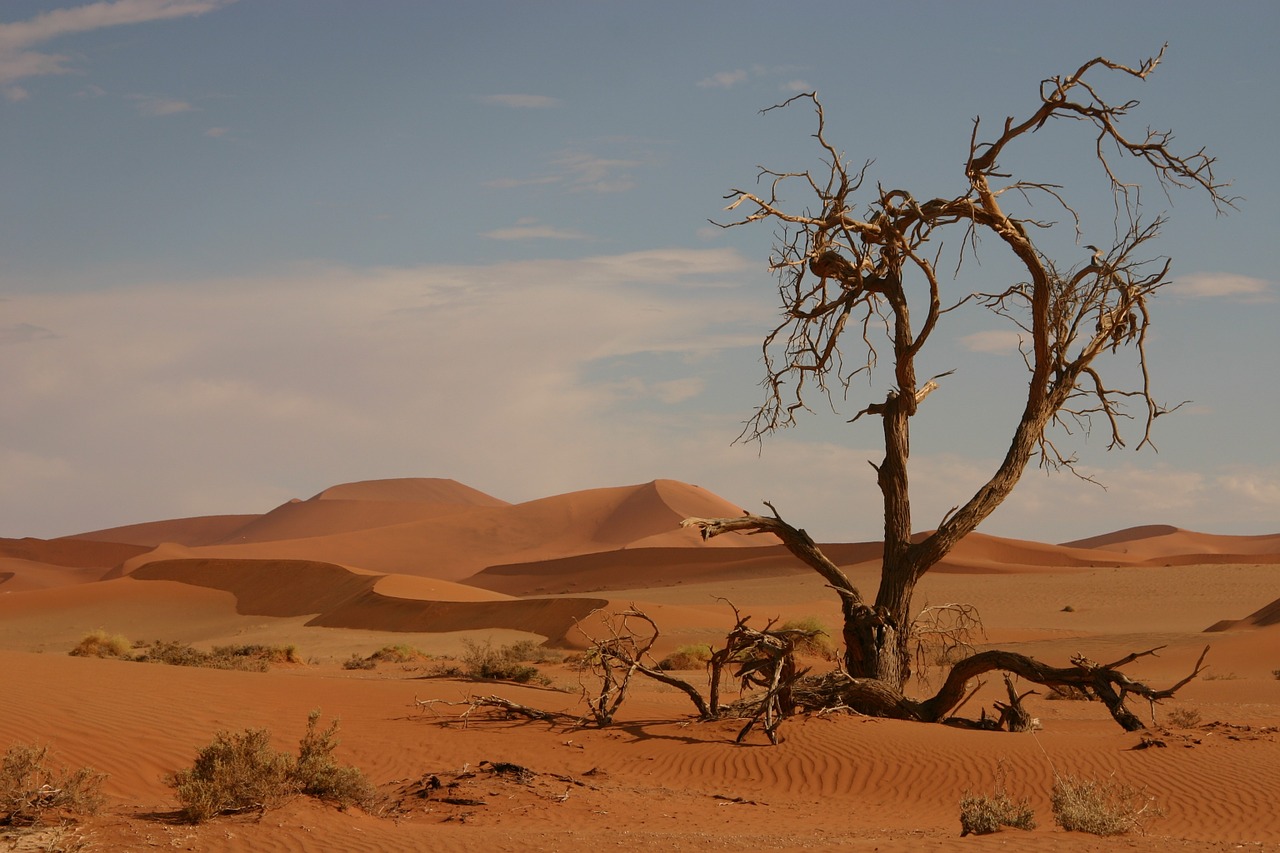 sand dead tree not survived free photo