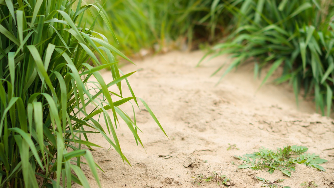 sand plants leaves free photo