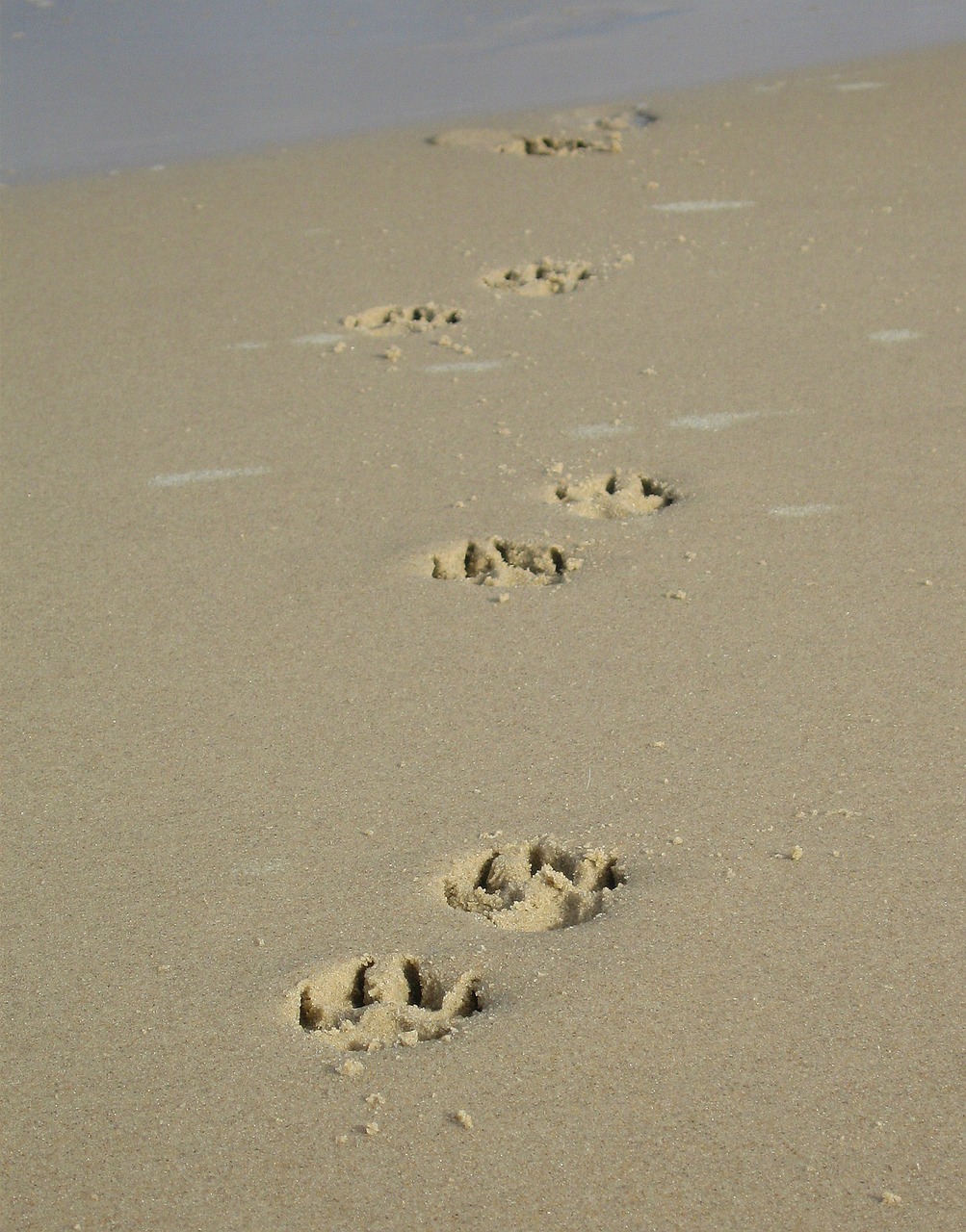 sand paw paw print free photo