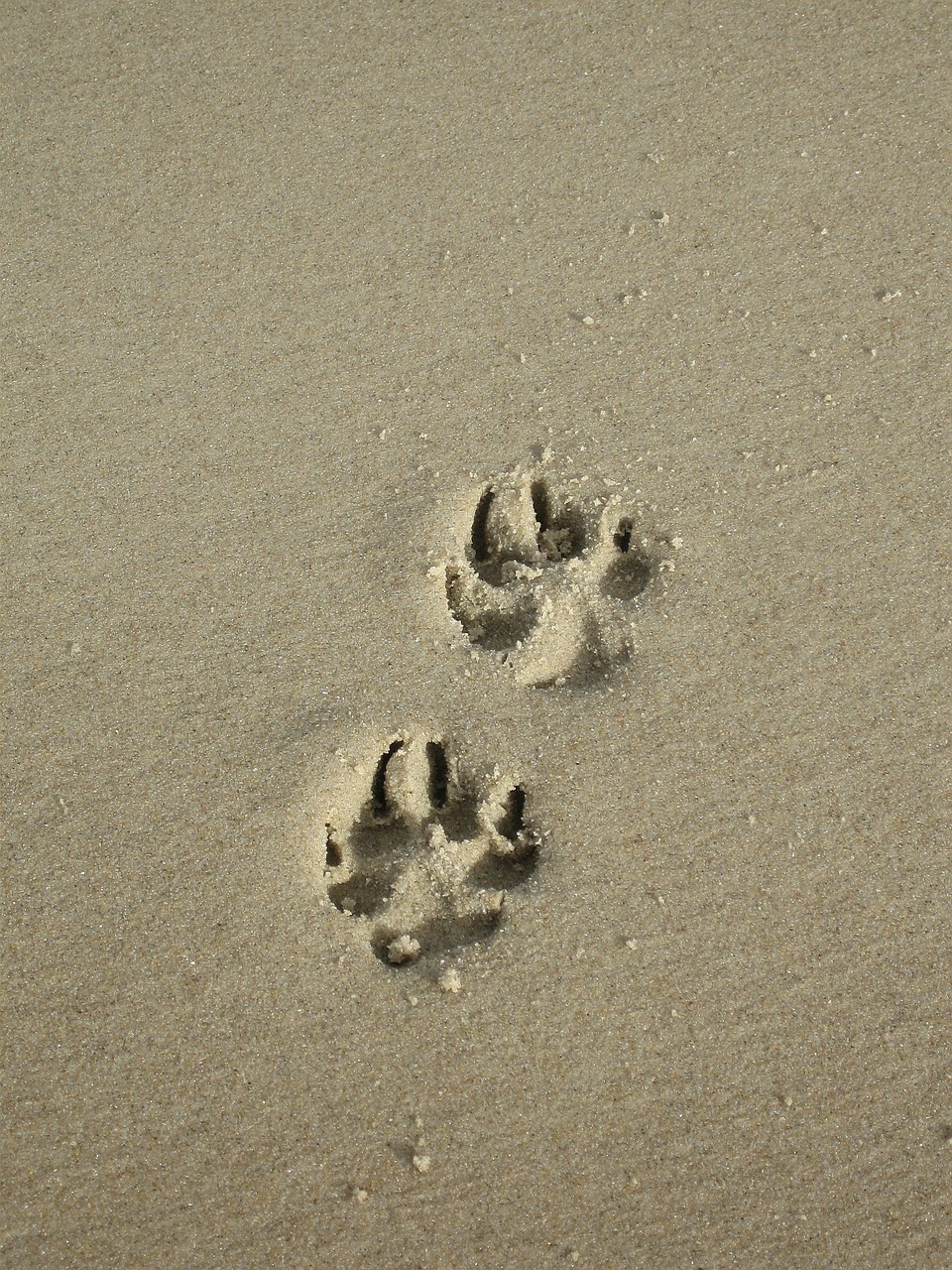 sand paw paw print free photo