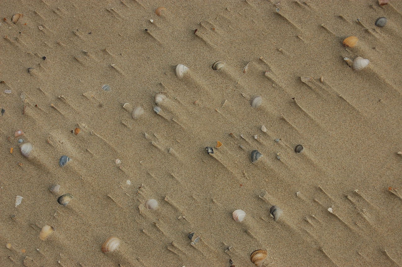 sand beach shells free photo