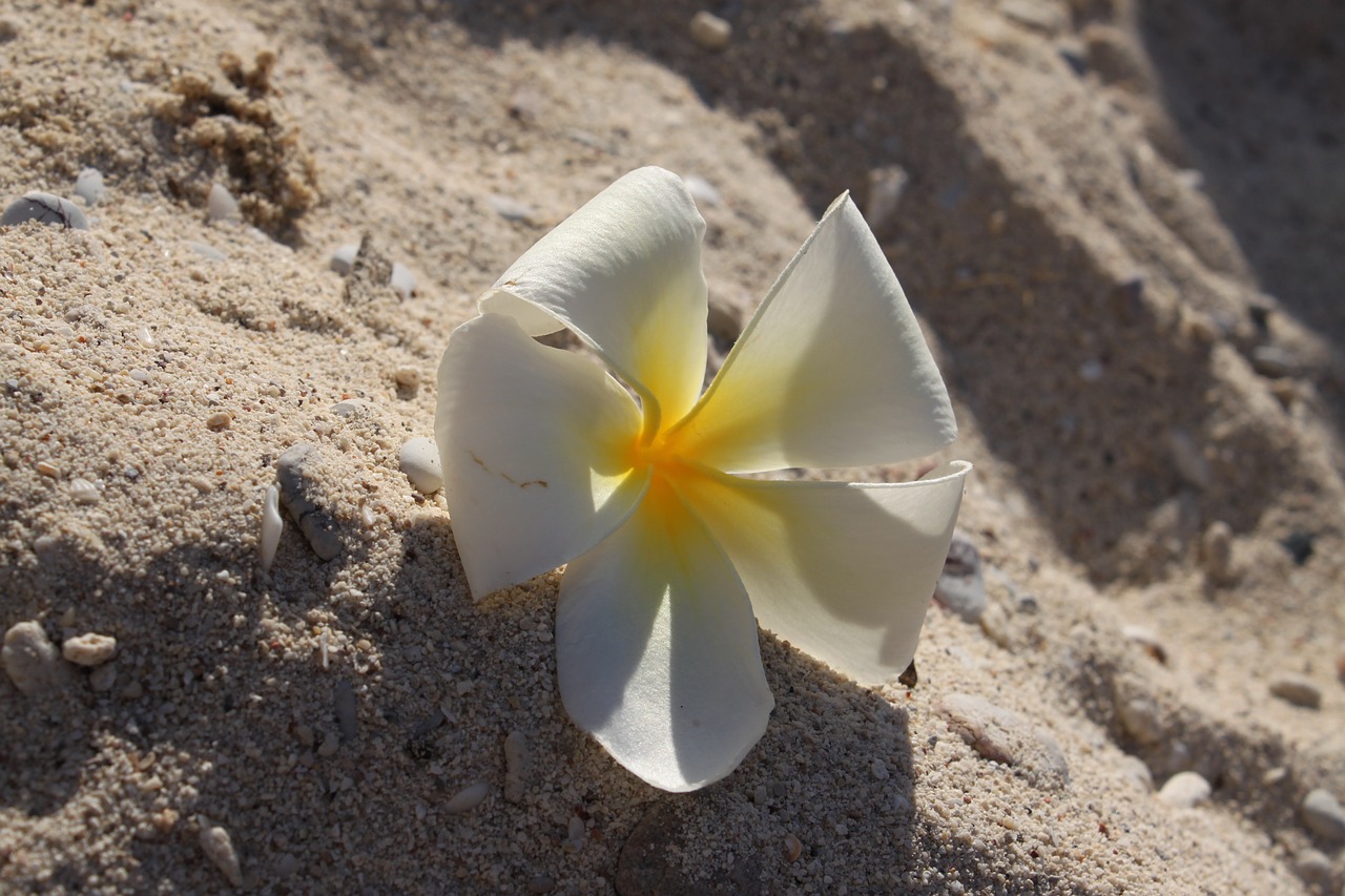 sand thailand plumeria free photo