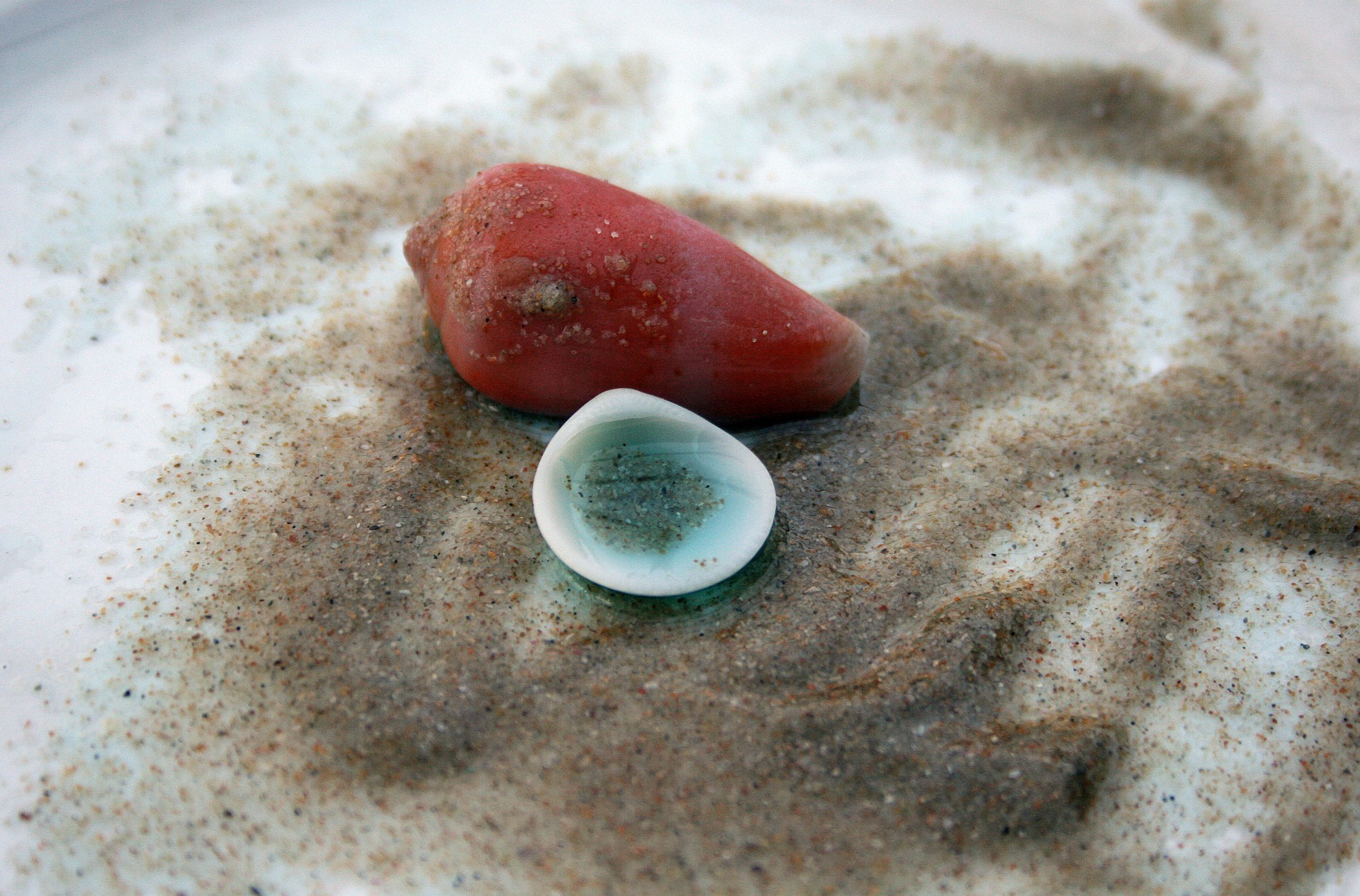 water shells sand free photo