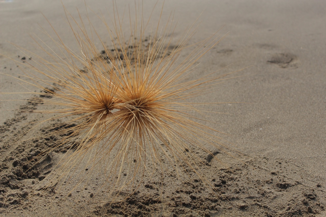 sand beach dry plant free photo