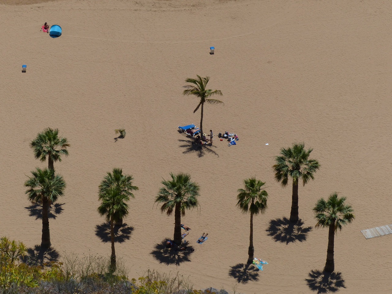 sand beach beach palm trees free photo