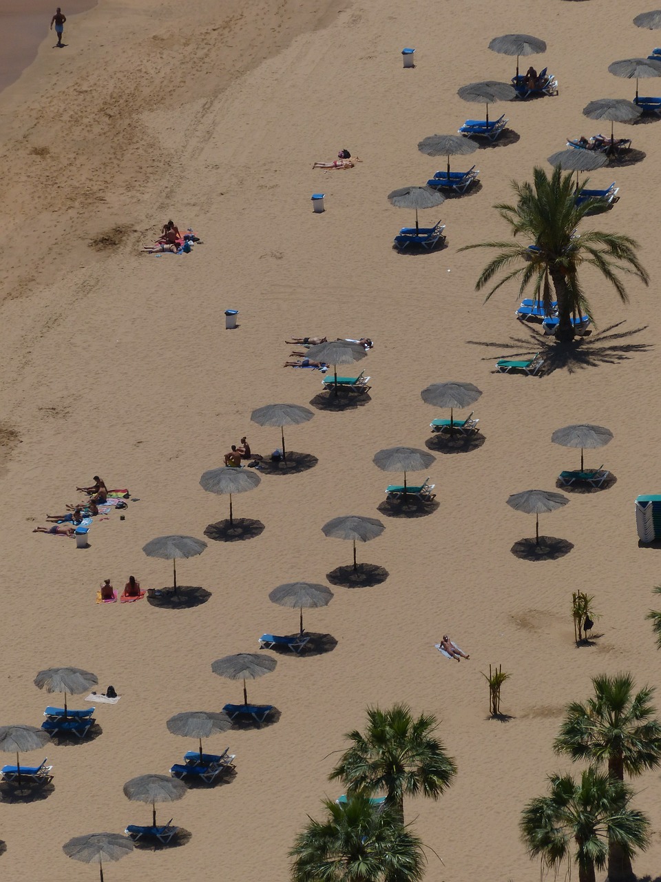 sand beach beach palm trees free photo