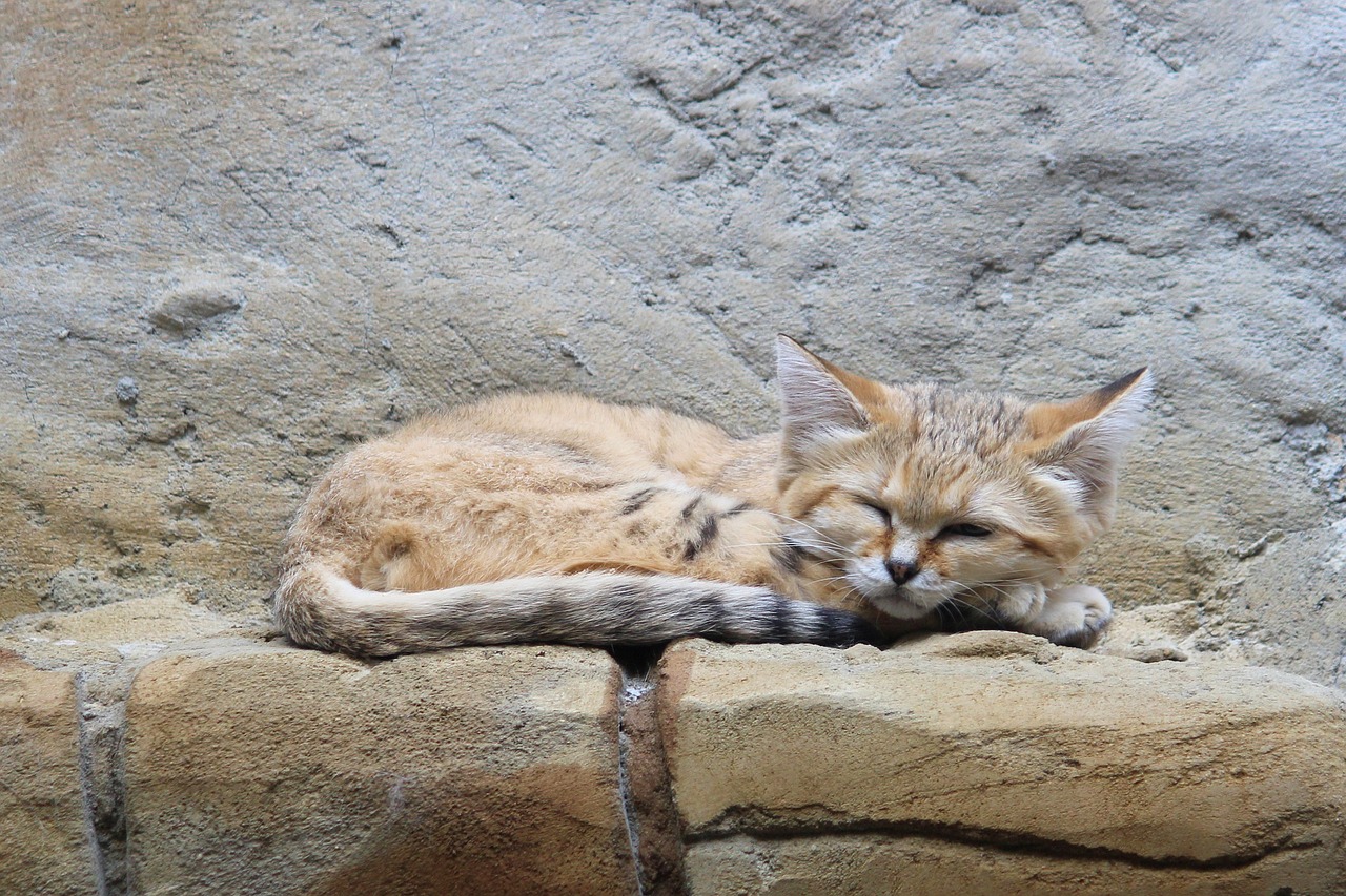 sand cat wildcat zoo free photo