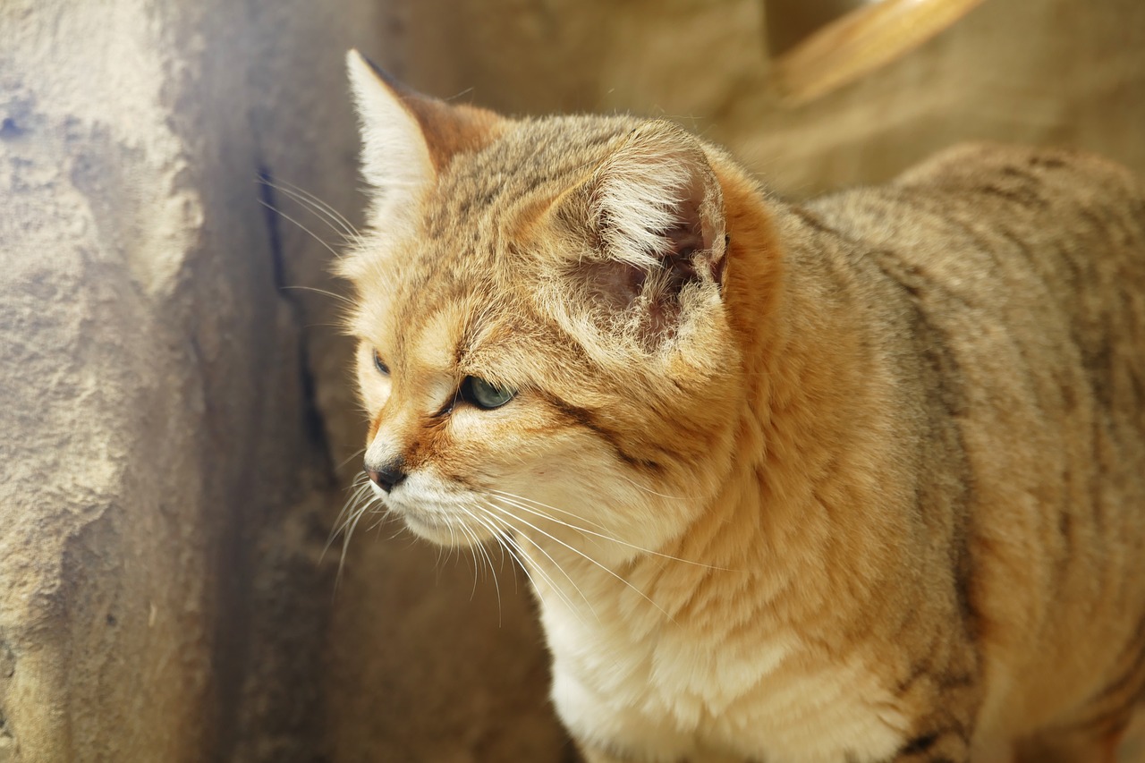 sand cat  cats  sand free photo