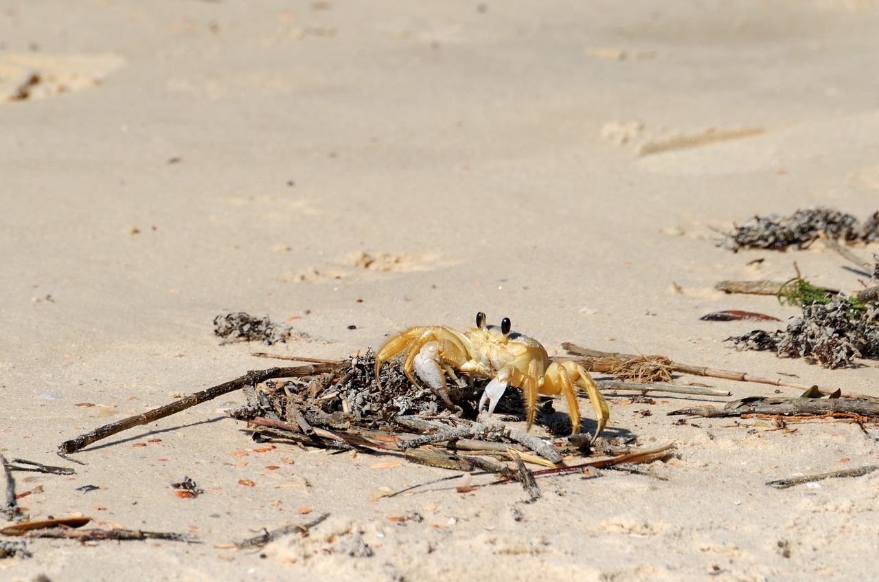 sand crab beach wildlife free photo