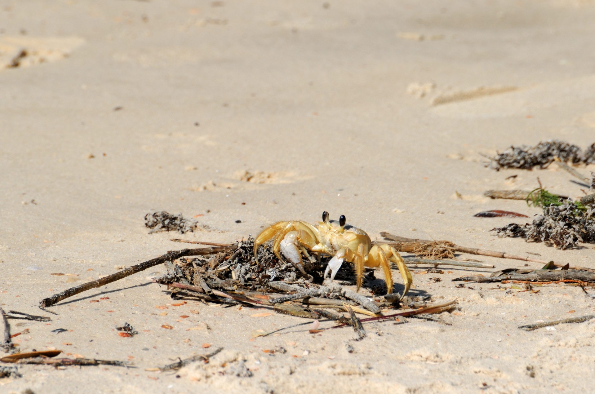 sand crab sand beach free photo