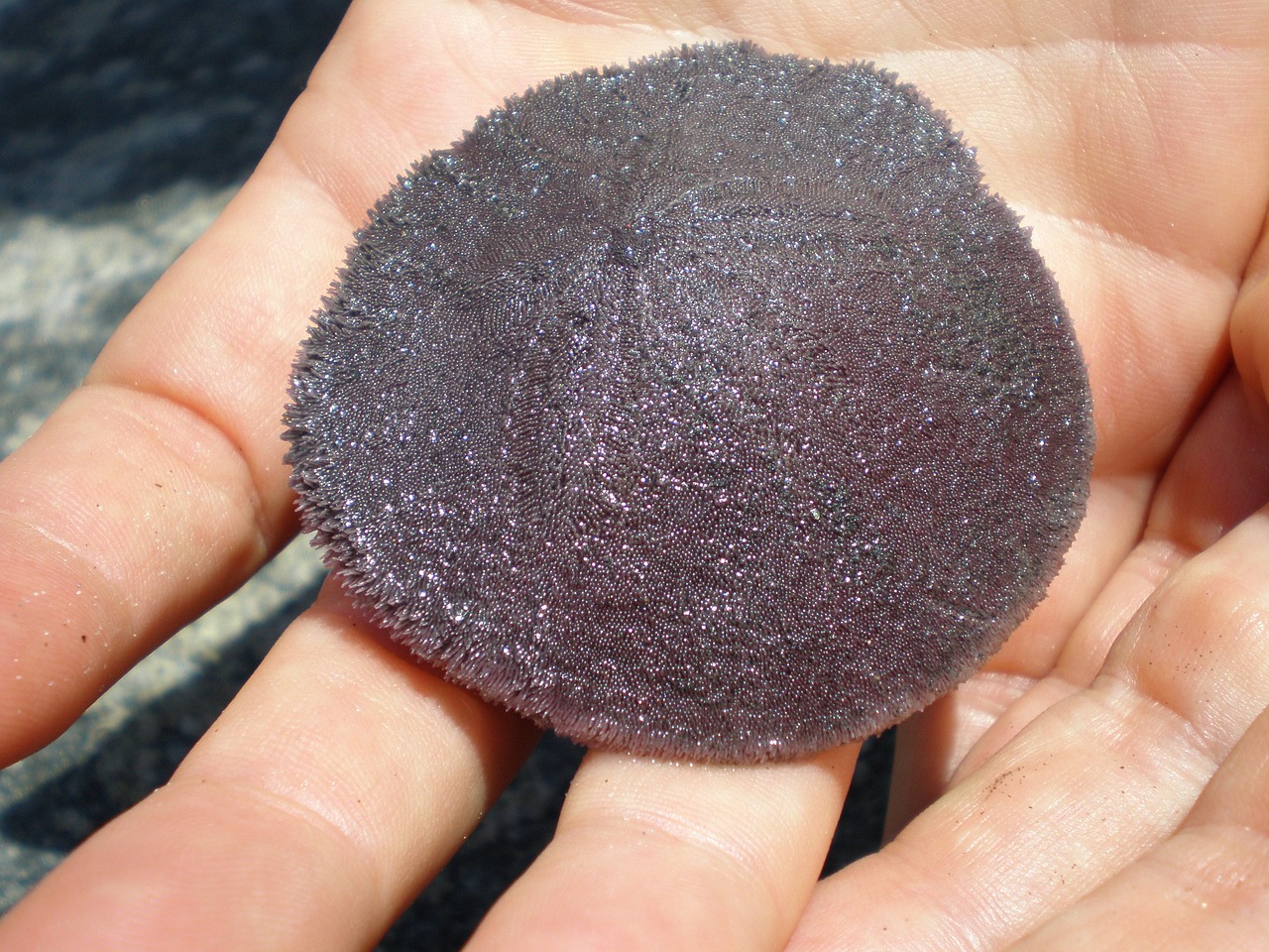 sand dollar animal beach free photo