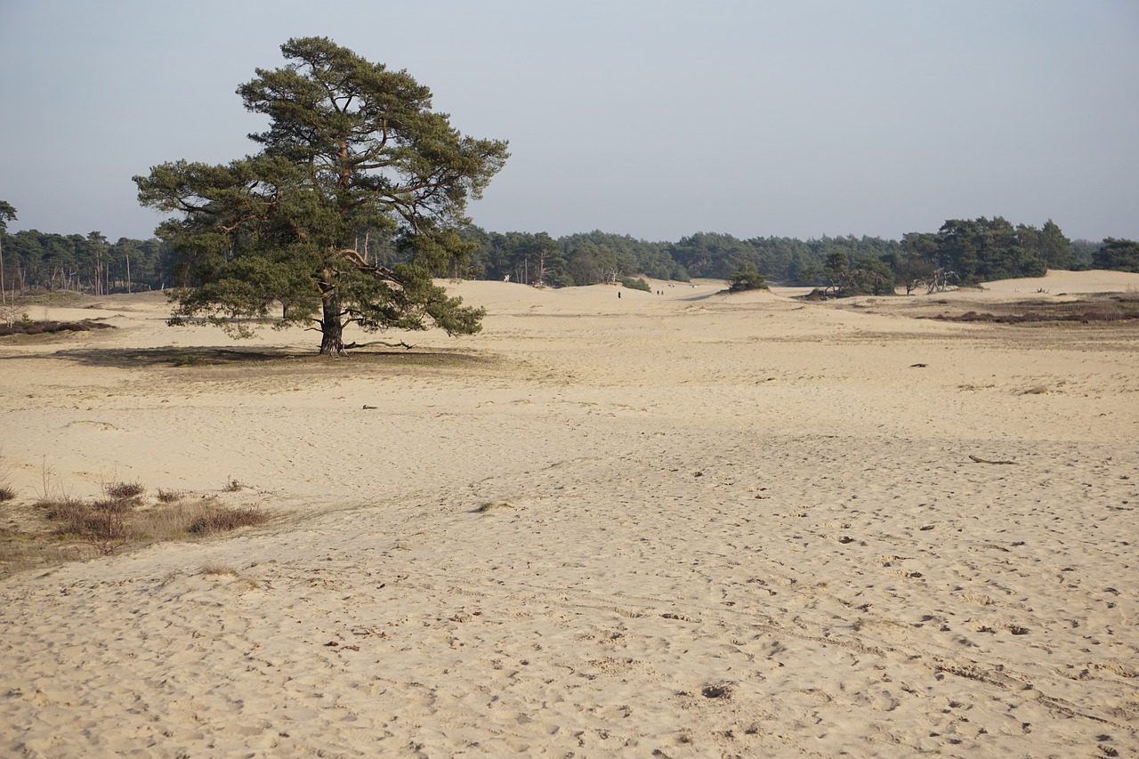sand drifts  tree  den free photo