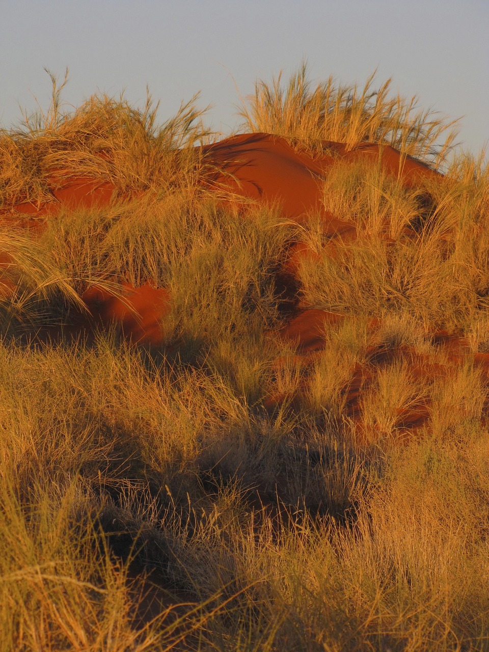 sand dune grass namibia free photo