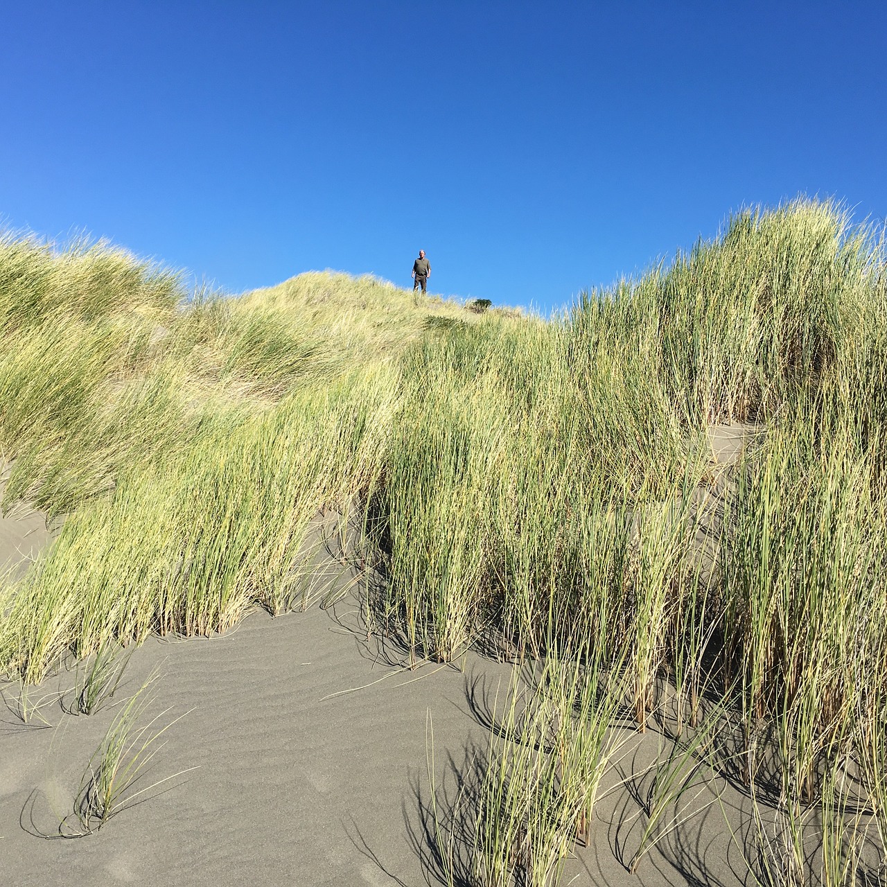 sand dunes beach cliff free photo