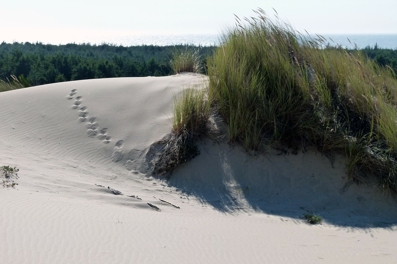 sand dunes sea grass tracks free photo