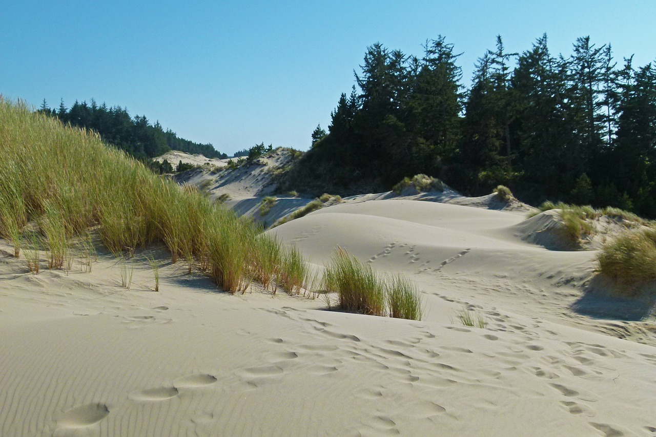 sand dunes dunes national park oregon free photo