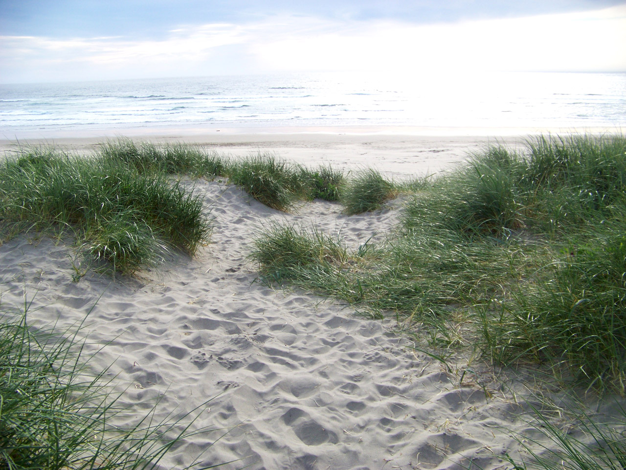 seashore sand dunes free photo