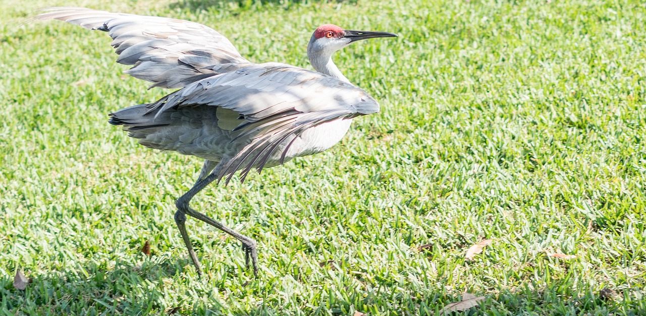 sand hill crane endangered florida free photo