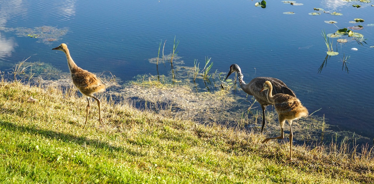 sand hill cranes baby parents free photo