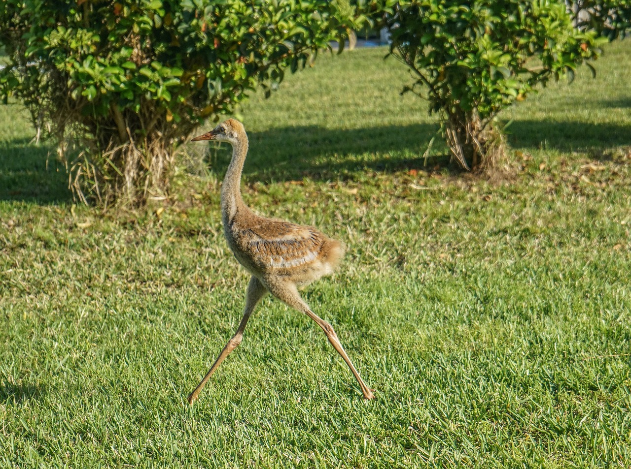 sand hill cranes baby nature free photo