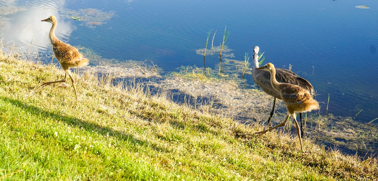 sand hill cranes baby brown free photo