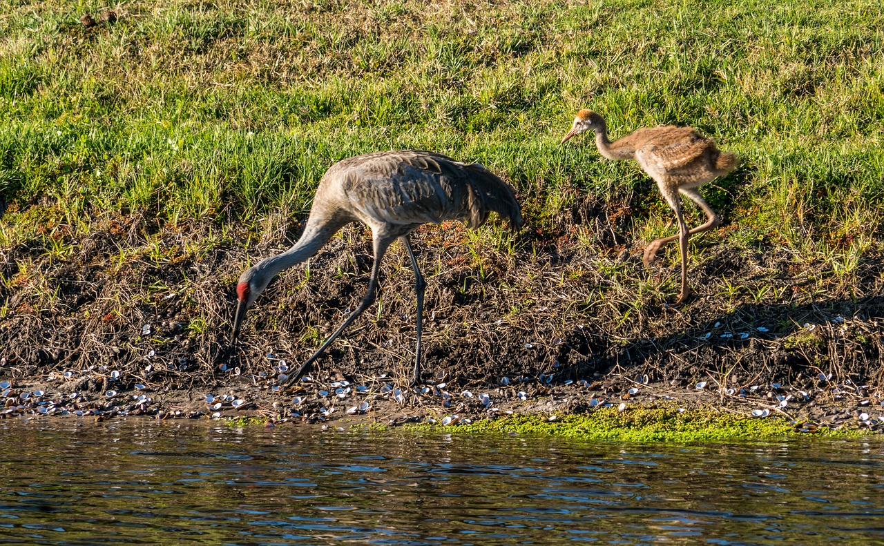 sand hill cranes  mother  baby free photo