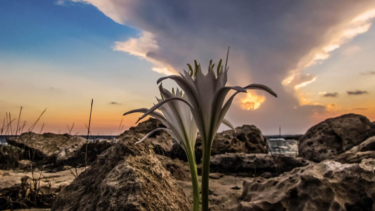 sand lily sunset sky free photo