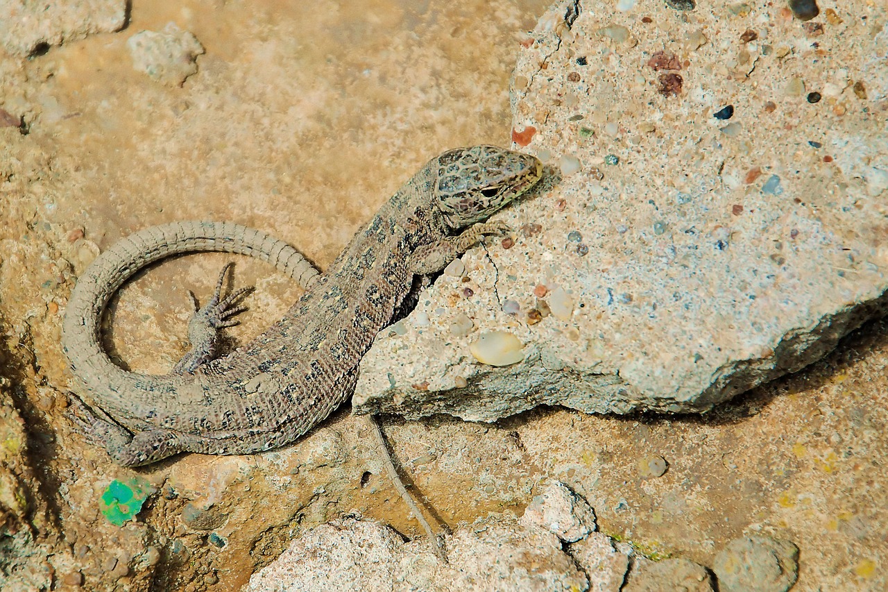 sand lizard lizard female free photo