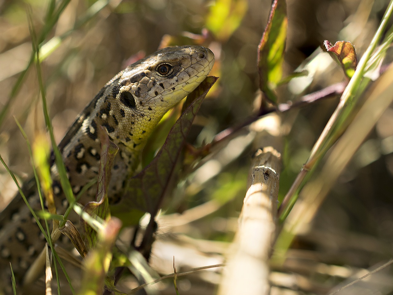 sand lizard nature animal world free photo