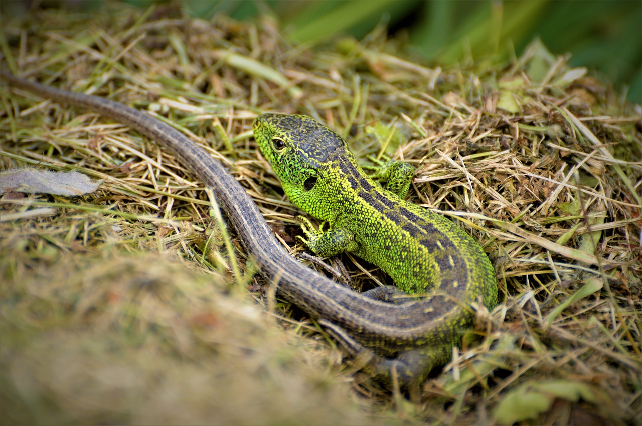 sand lizard  reptile  lizard free photo