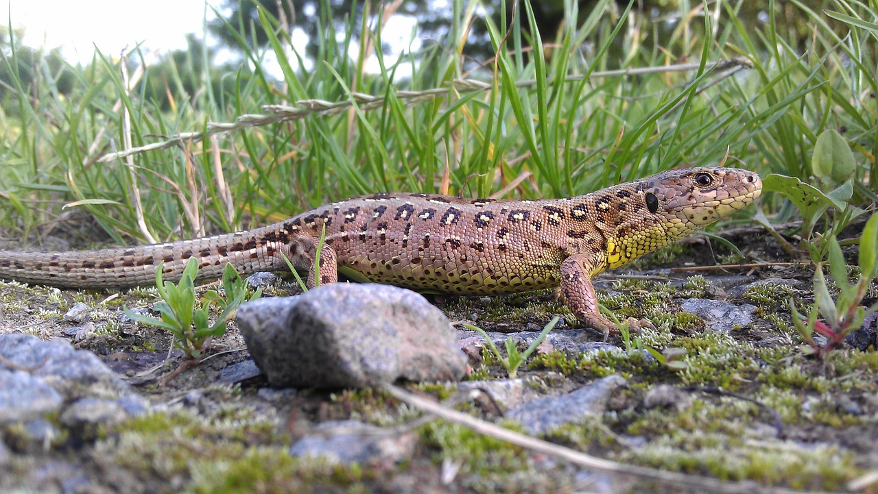 sand lizard reptile lizard free photo