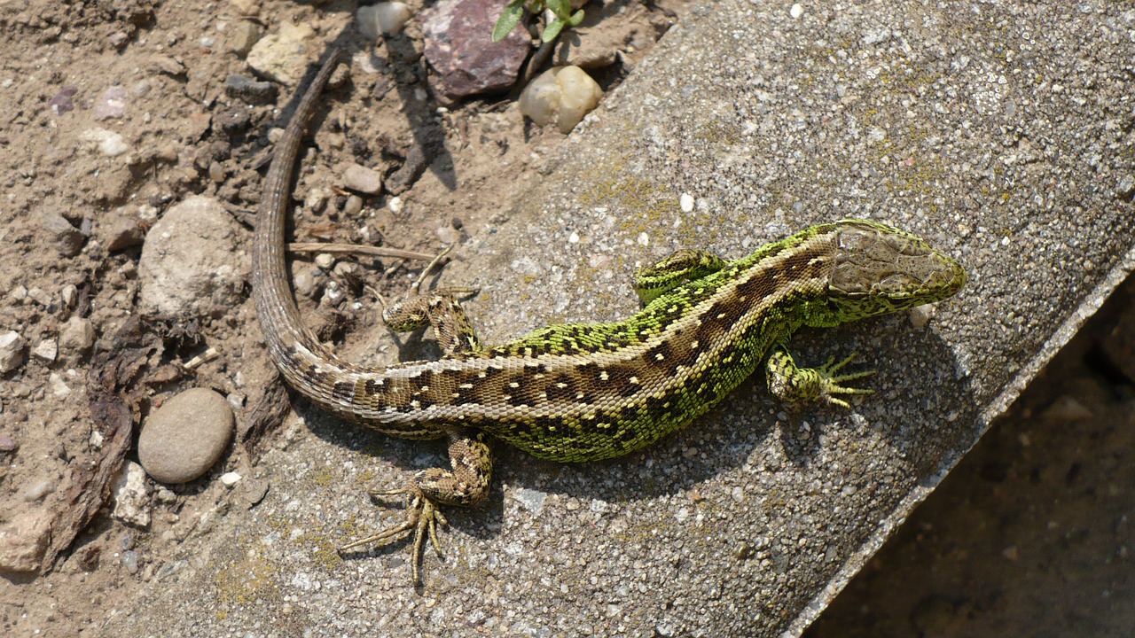 sand lizard lizard cold blooded animals free photo