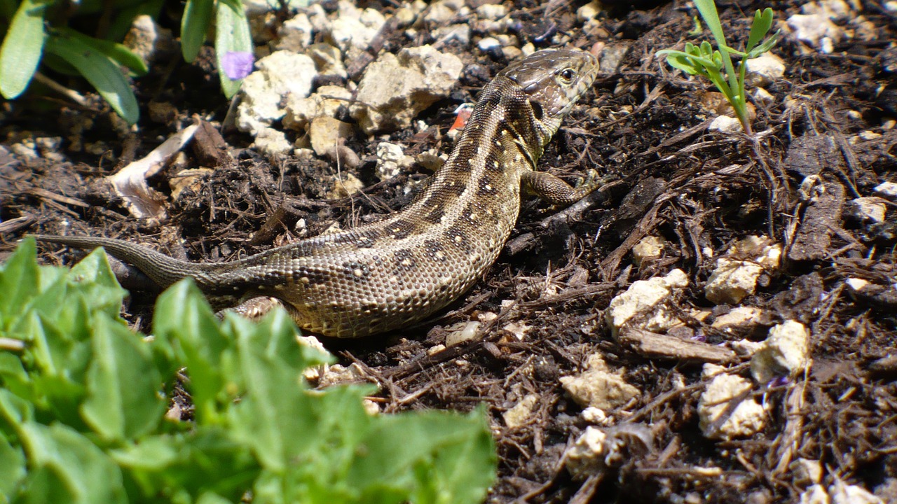 sand lizard lizard cold blooded animals free photo
