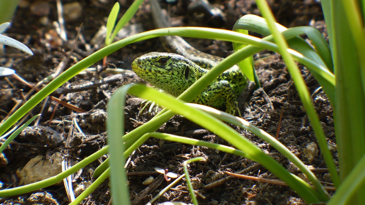 sand lizard hiding place lizard free photo