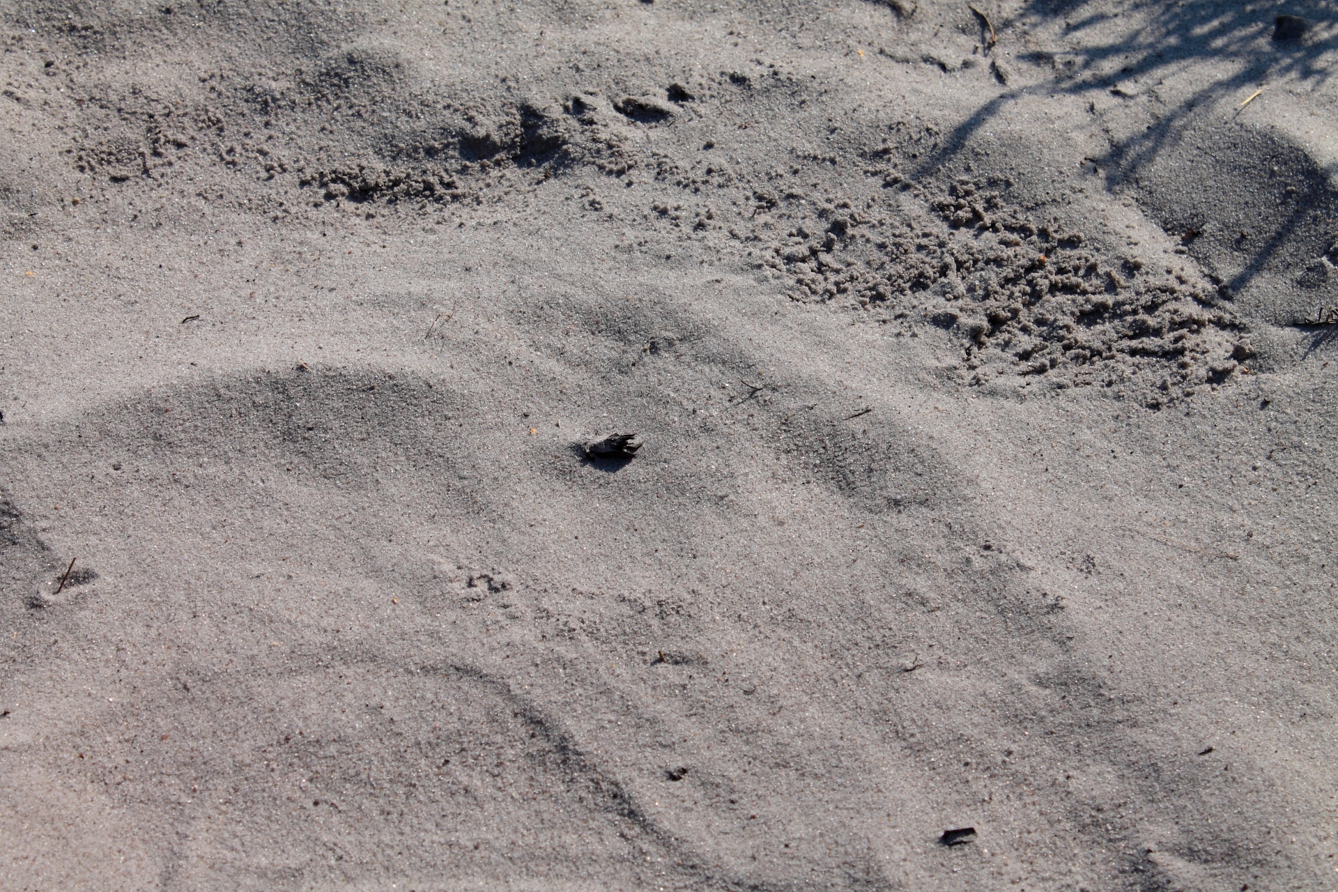 brown sandy beach chemical free photo