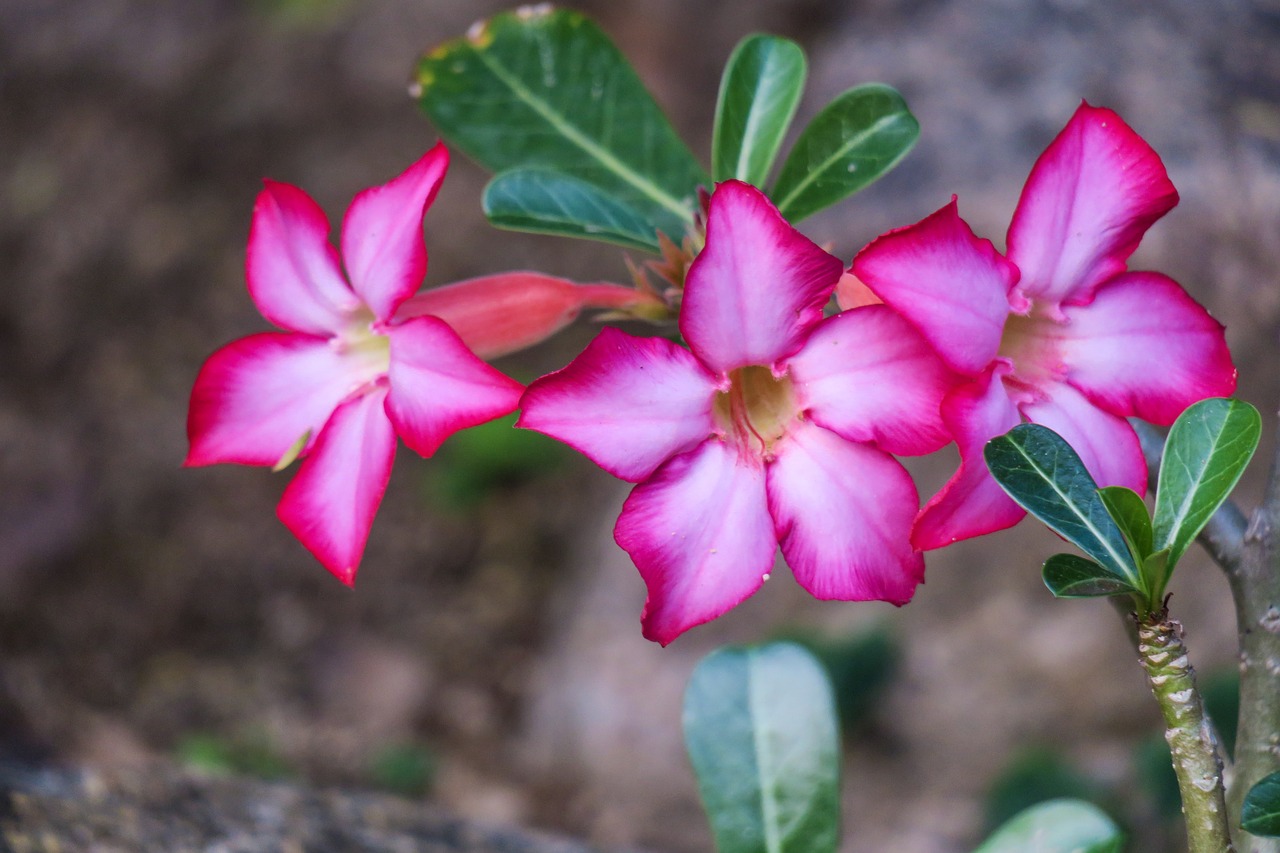 sand nine rose rose flower  nature  plant free photo