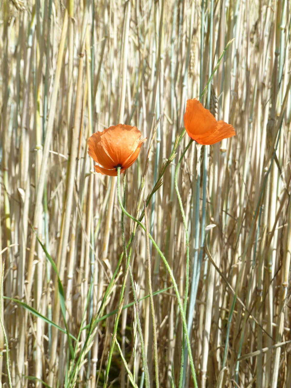 sand poppy poppy flower free photo