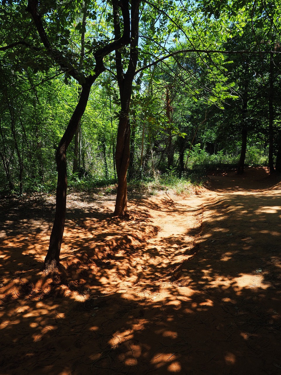 sand road road dust forest free photo