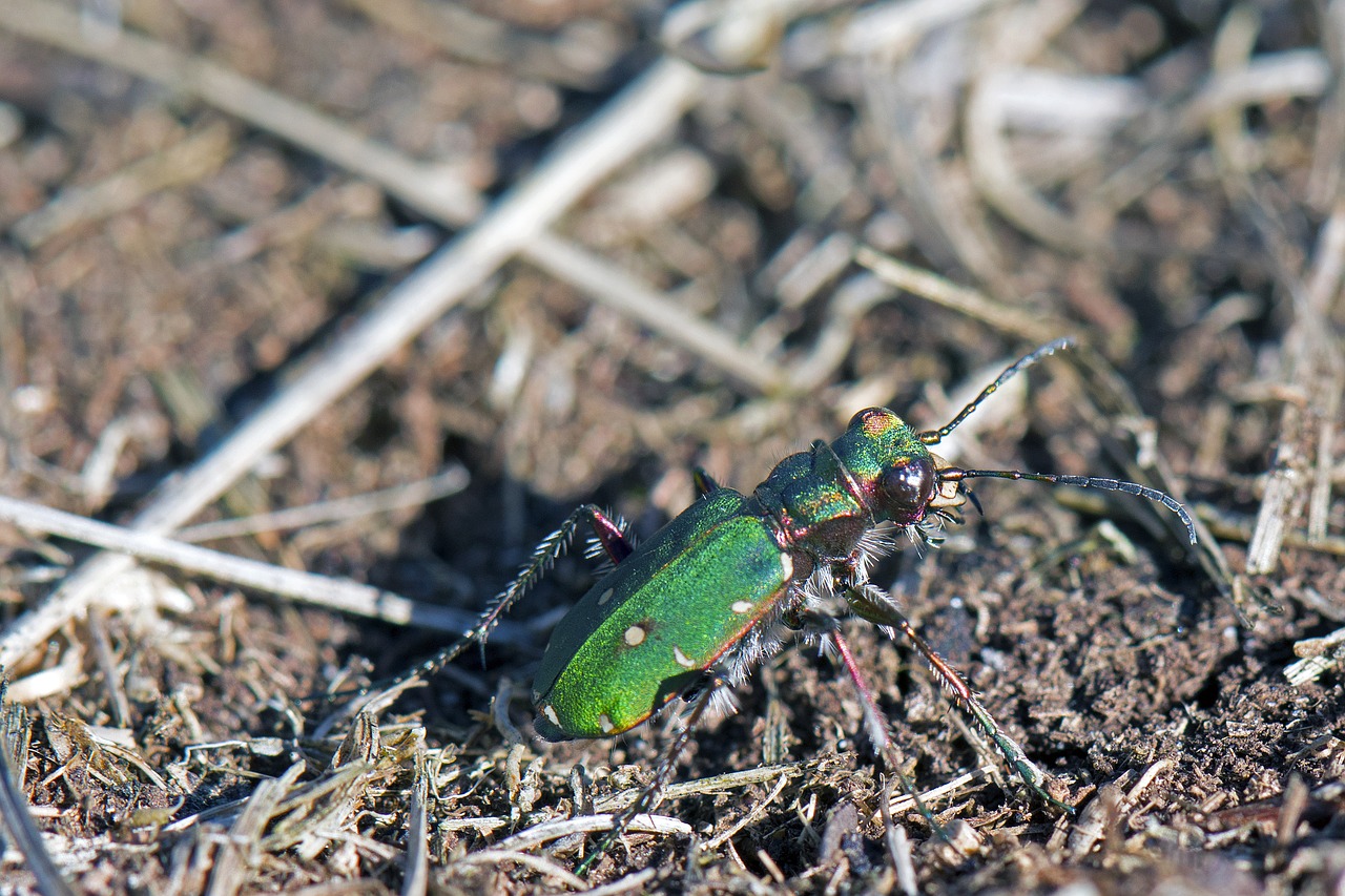 Стригун. Бегун золотистый жужелица. Песочный Жук. Carabids. Песочные жуки фото.