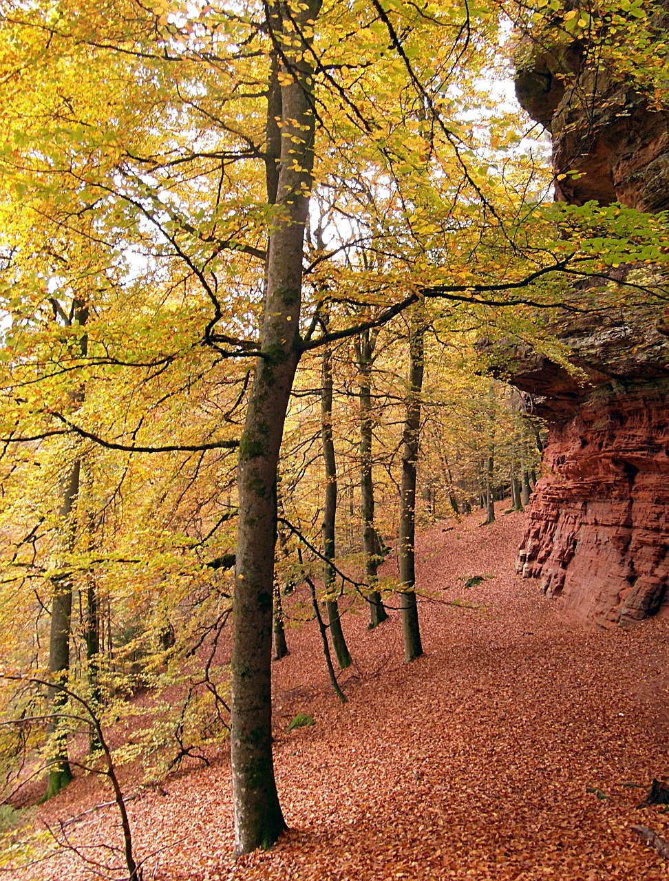 sand stone sandstone rocks tree free photo