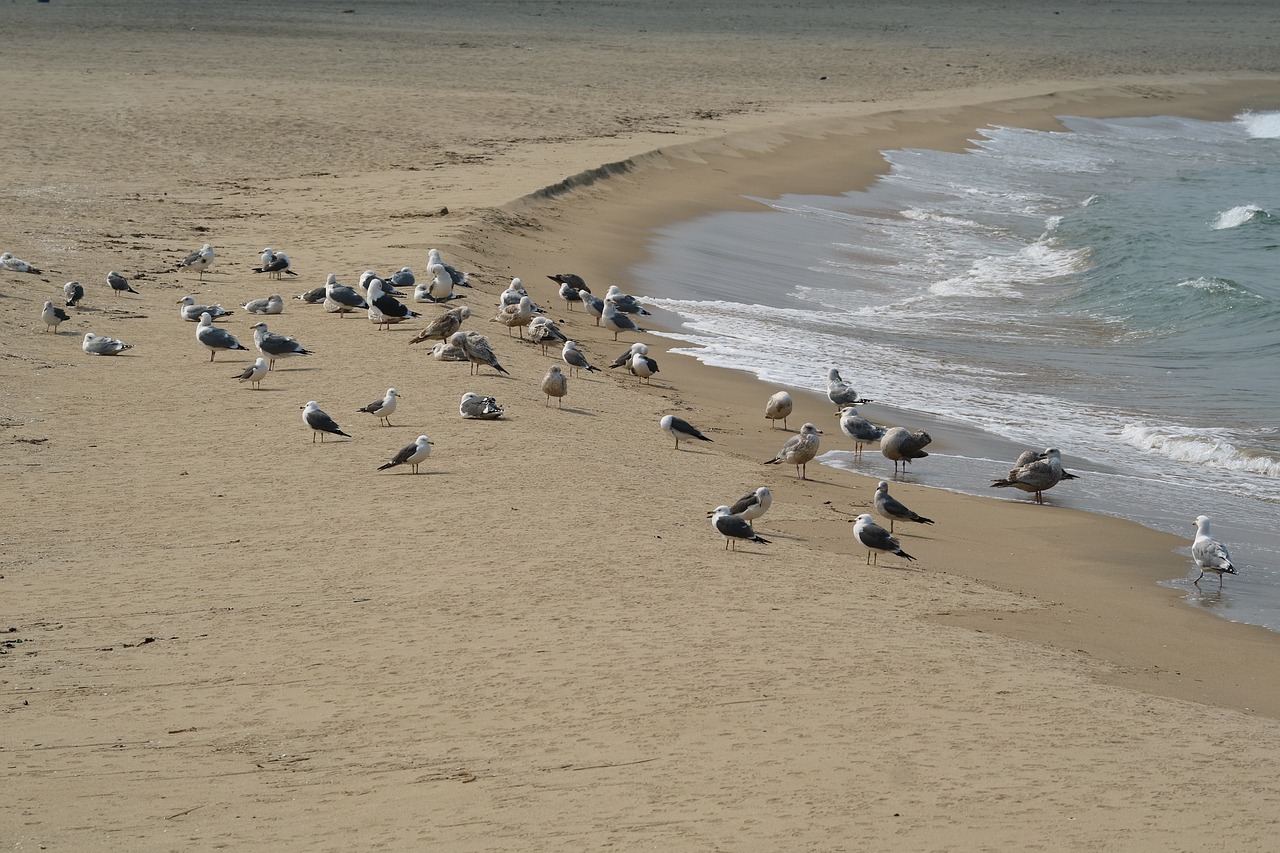 sand to the beach  to see free pictures free photo